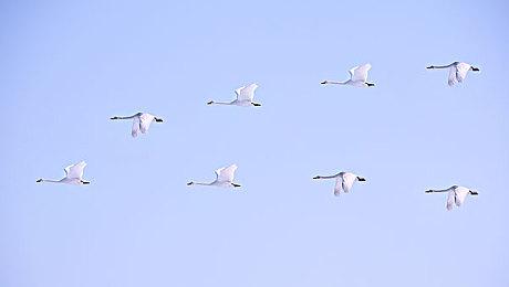 R星在Steam开启特卖 《荒野大镖客2》92元